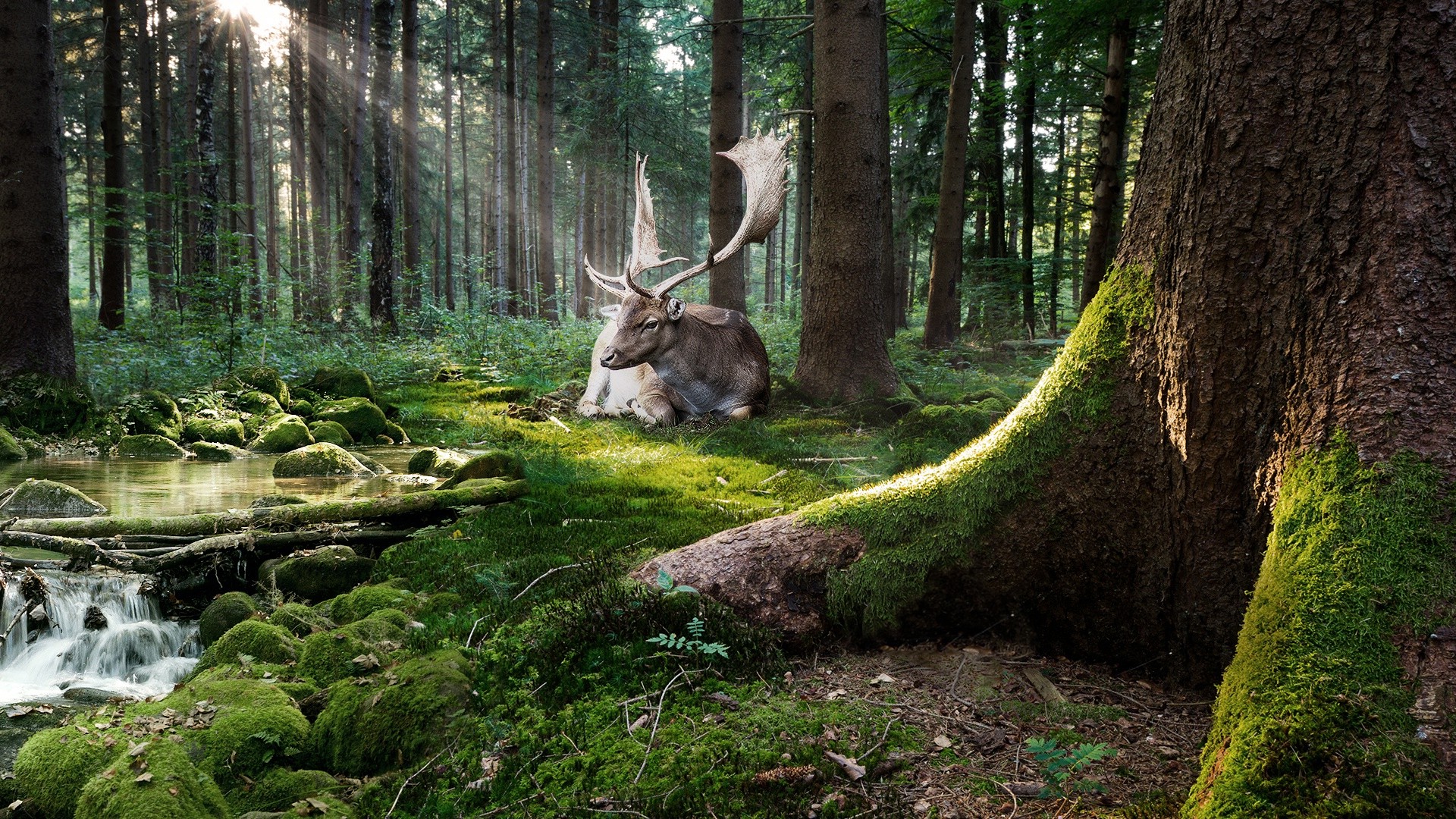 nature, Trees, Forest, Moss, Animals, Deer, Sun Rays, Stones, Water, Stream, Adobe Photoshop Wallpaper