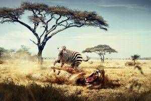 zebras, Lion, Humor