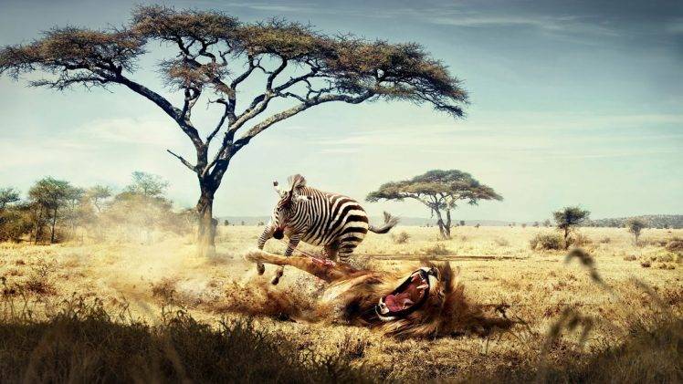 zebras, Lion, Humor HD Wallpaper Desktop Background