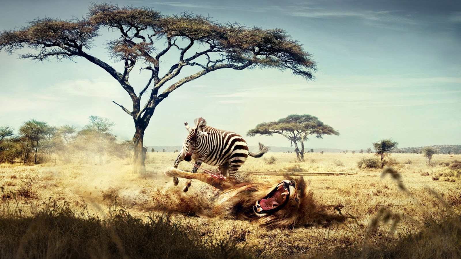 zebras, Lion, Humor Wallpaper