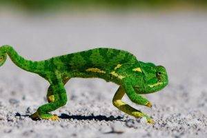 animals, Chameleons, Reptile