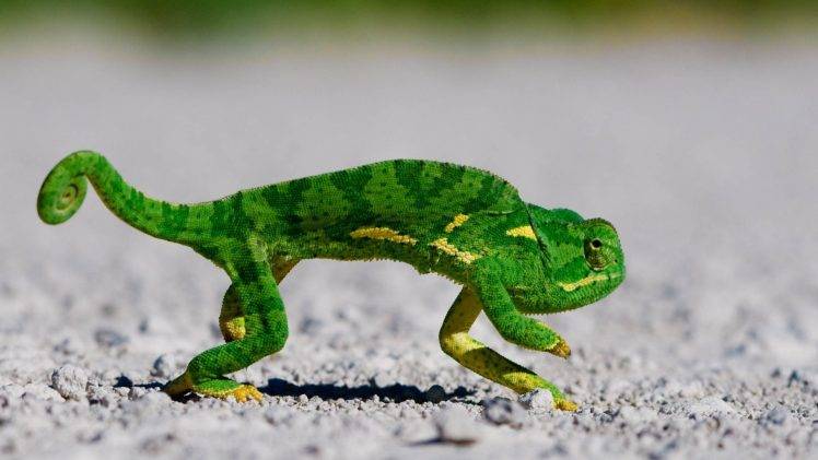 animals, Chameleons, Reptile HD Wallpaper Desktop Background