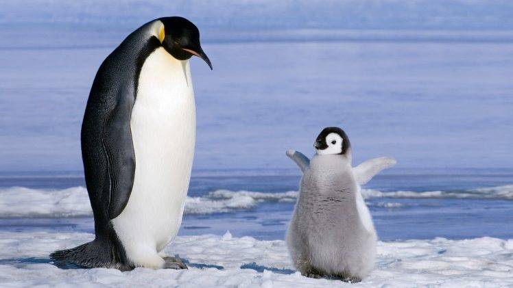 penguins, Birds, Baby Animals, Ice HD Wallpaper Desktop Background