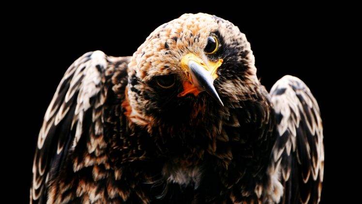 animals, Birds, Hawks HD Wallpaper Desktop Background