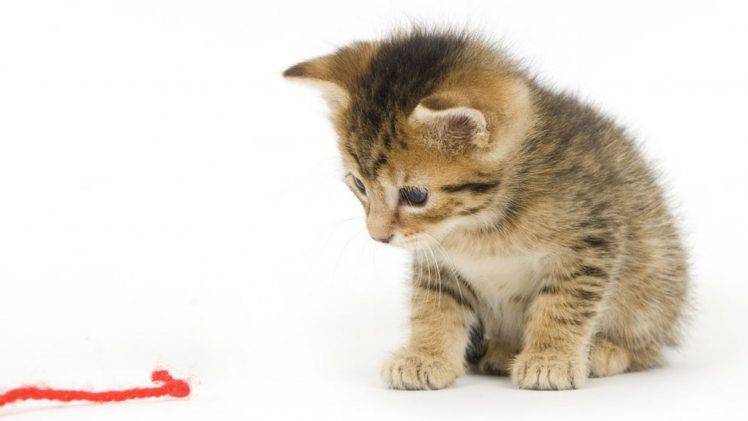 baby Animals, Cat, Kittens HD Wallpaper Desktop Background