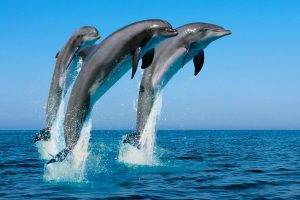 animals, Dolphin, Jumping, Sea, Splashes