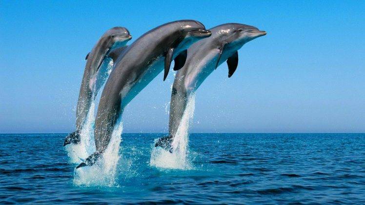 animals, Dolphin, Jumping, Sea, Splashes HD Wallpaper Desktop Background
