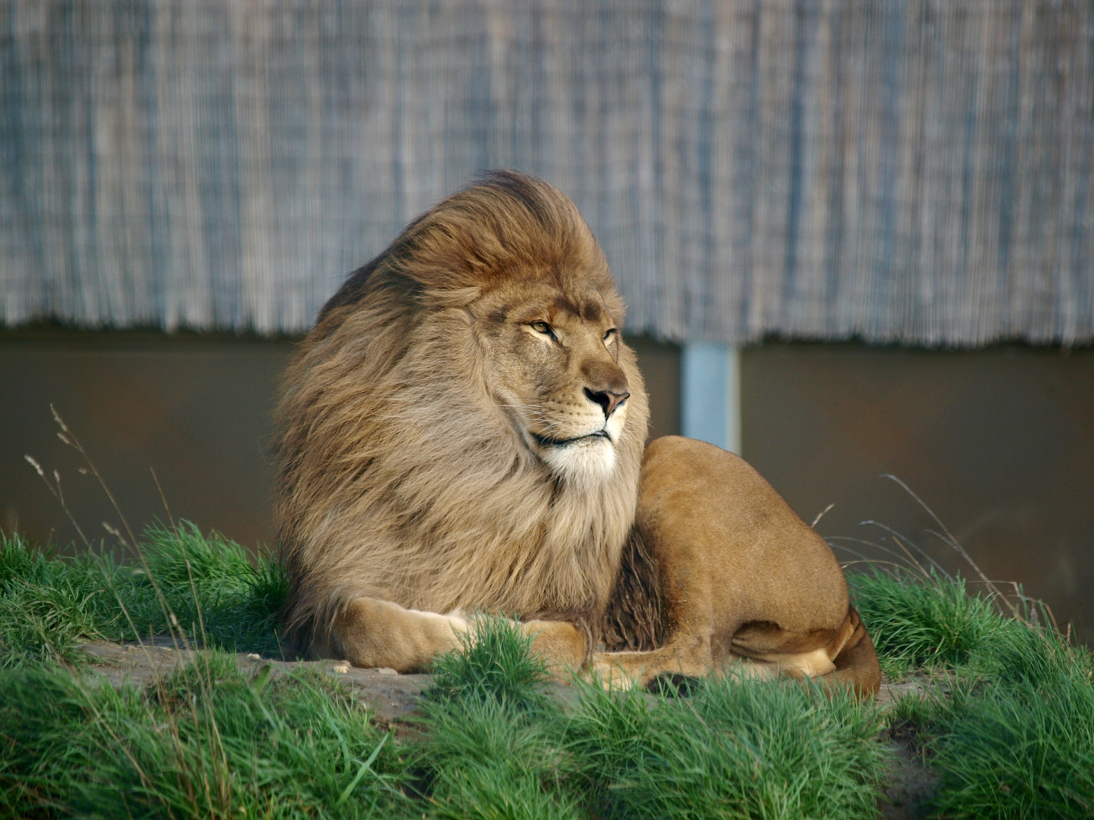 animals, Lion Wallpaper