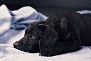 dog, Blankets, Animals, Labrador Retriever