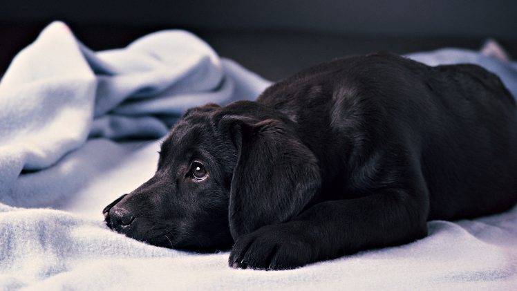 dog, Blankets, Animals, Labrador Retriever HD Wallpaper Desktop Background