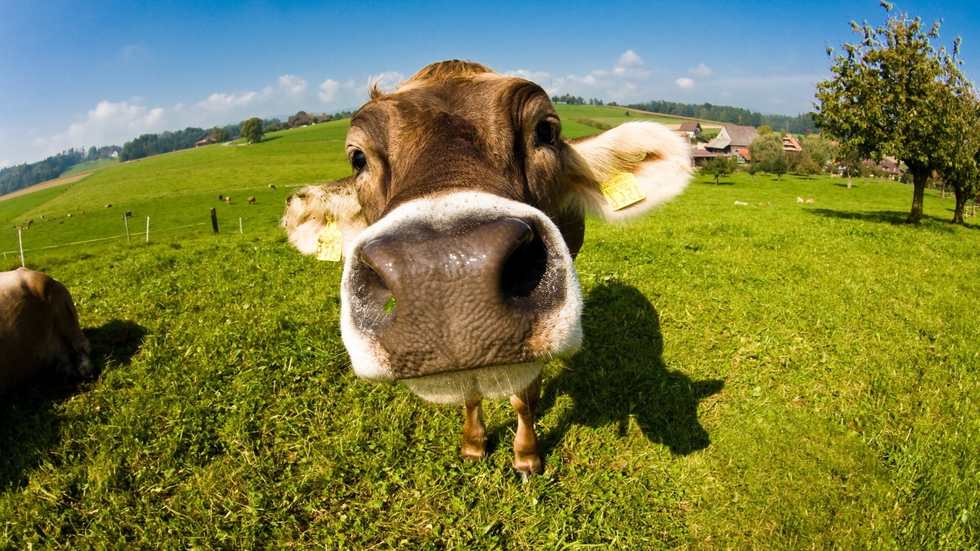 cows, Animals Wallpaper