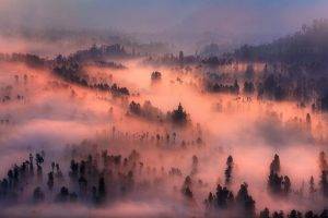 nature, Landscape, Valley, Mist, Forest, Sunrise, Morning, Trees, Mountain