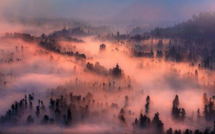 nature, Landscape, Valley, Mist, Forest, Sunrise, Morning, Trees, Mountain HD Wallpaper Desktop Background