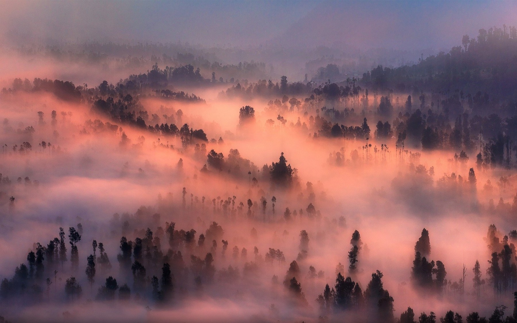 nature, Landscape, Valley, Mist, Forest, Sunrise, Morning, Trees, Mountain Wallpaper