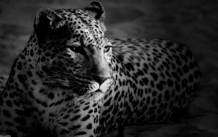 leopard, Animals, Monochrome, Jaguars, Cheetahs HD Wallpaper Desktop Background