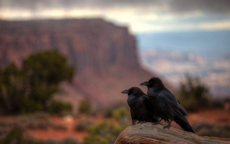 raven, Birds, Animals HD Wallpaper Desktop Background