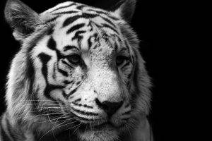 tiger, Monochrome, Animals