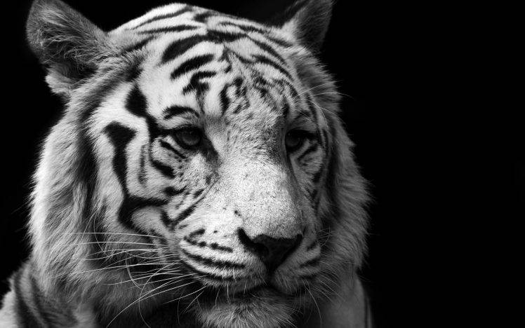tiger, Monochrome, Animals HD Wallpaper Desktop Background