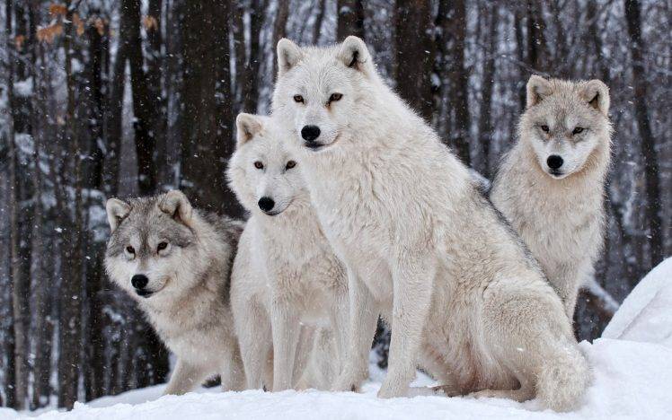 wolf, Wildlife, Animals, Snow HD Wallpaper Desktop Background