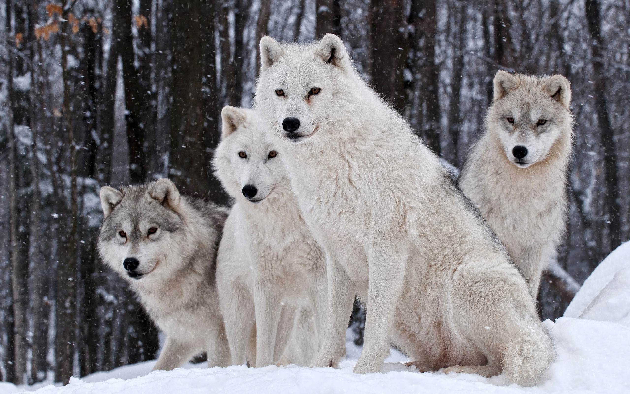 wolf, Wildlife, Animals, Snow Wallpaper