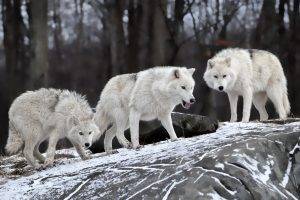 wolf, Wildlife, Animals, Snow