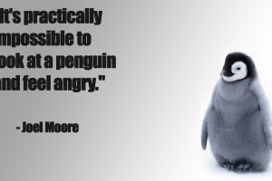 quote, Penguins, Angry, Happy