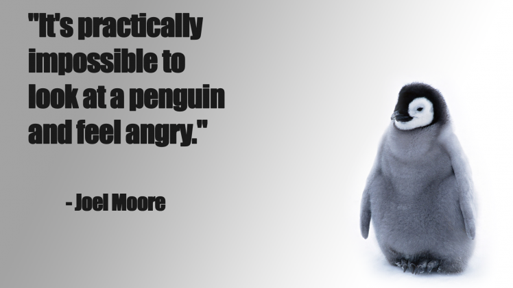 quote, Penguins, Angry, Happy HD Wallpaper Desktop Background