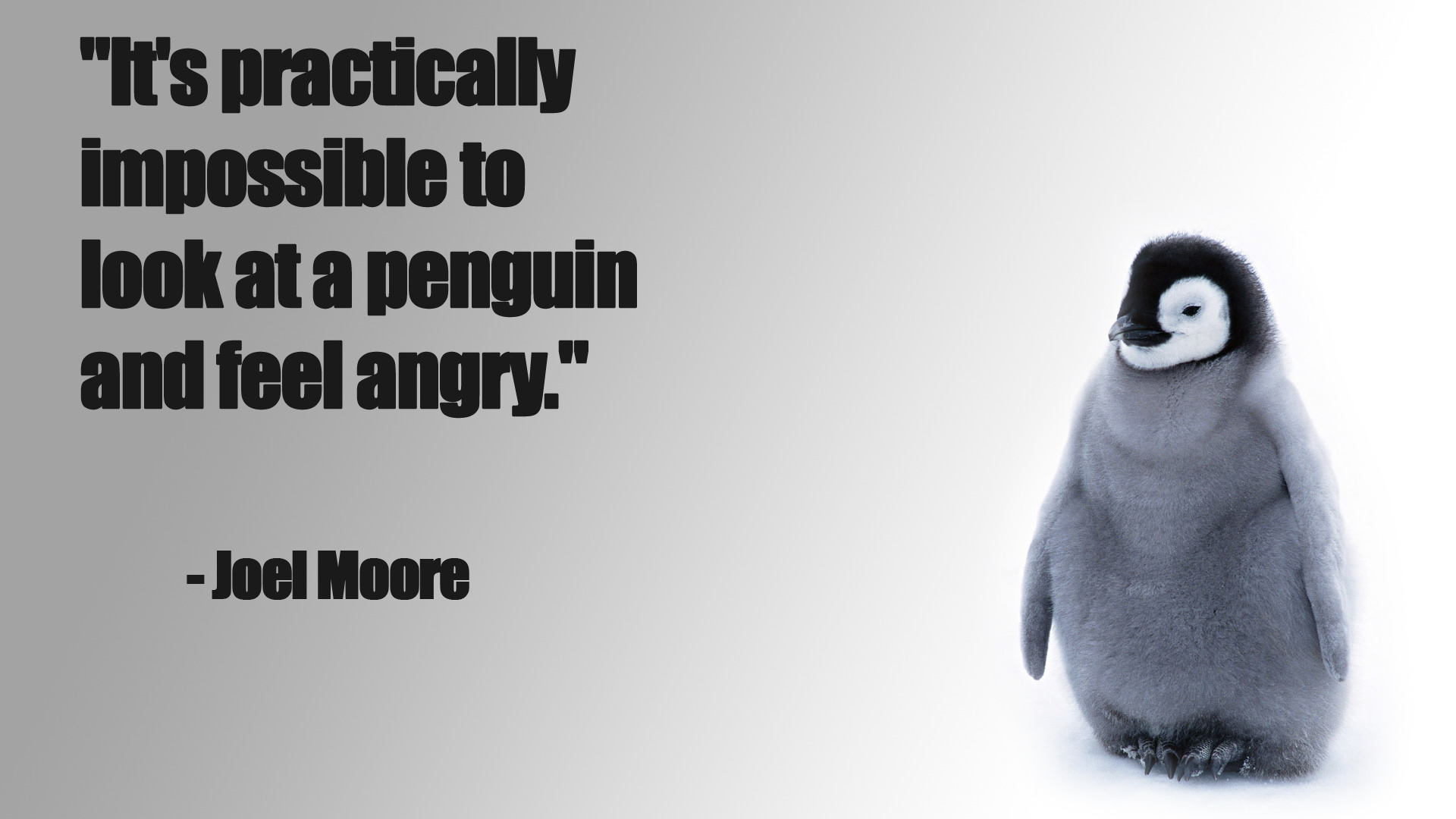quote, Penguins, Angry, Happy Wallpaper