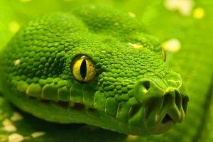 animals, Nature, Snake, Green, Yellow Eyes, Macro, Depth Of Field, Skin