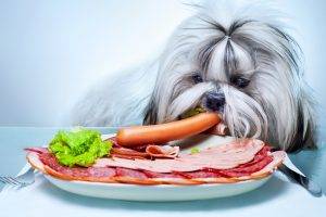 animals, Dog, Pet, Food, Meat, Vegetables, Plates, Salami, Simple Background, Eating