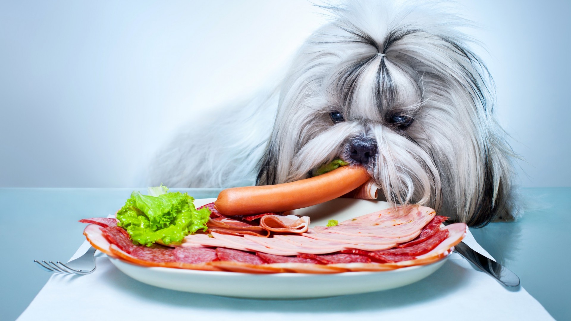 animals, Dog, Pet, Food, Meat, Vegetables, Plates, Salami, Simple Background, Eating Wallpaper