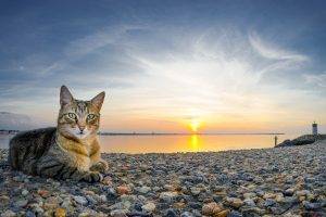 cat, Animals, Sunset, Beach, Stones