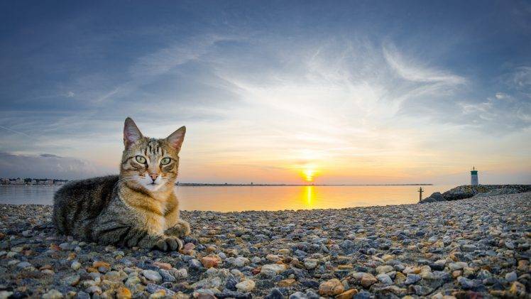 cat, Animals, Sunset, Beach, Stones HD Wallpaper Desktop Background