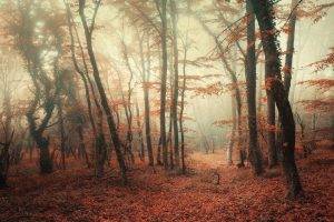 nature, Landscape, Forest, Mist, Trees, Fall, Leaves, Morning