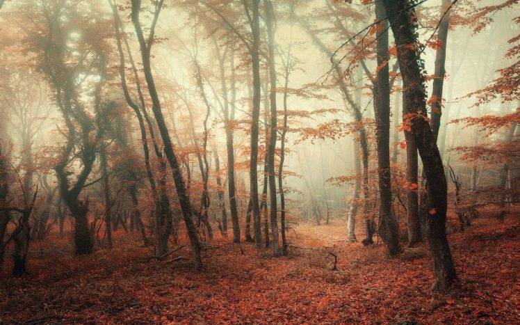 nature, Landscape, Forest, Mist, Trees, Fall, Leaves, Morning HD Wallpaper Desktop Background
