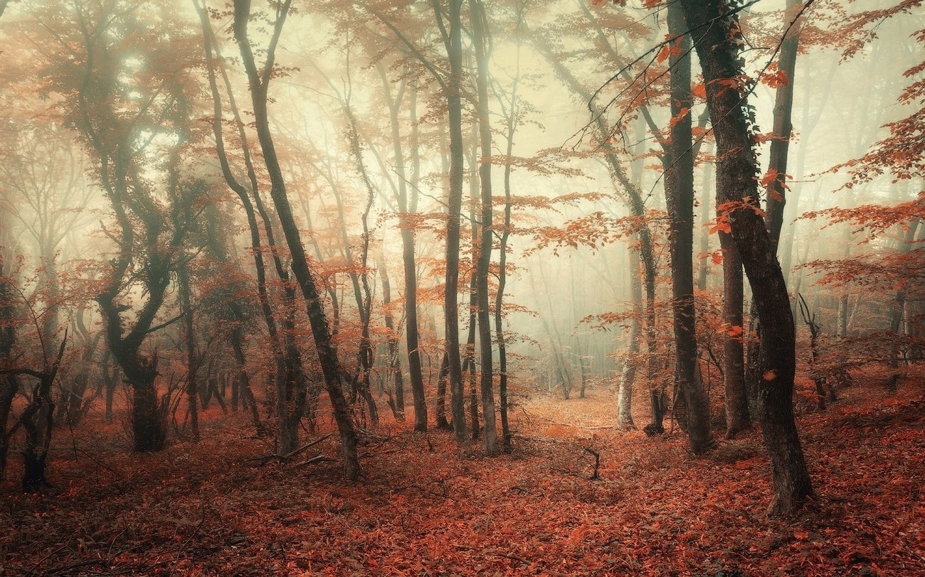 nature, Landscape, Forest, Mist, Trees, Fall, Leaves, Morning Wallpaper