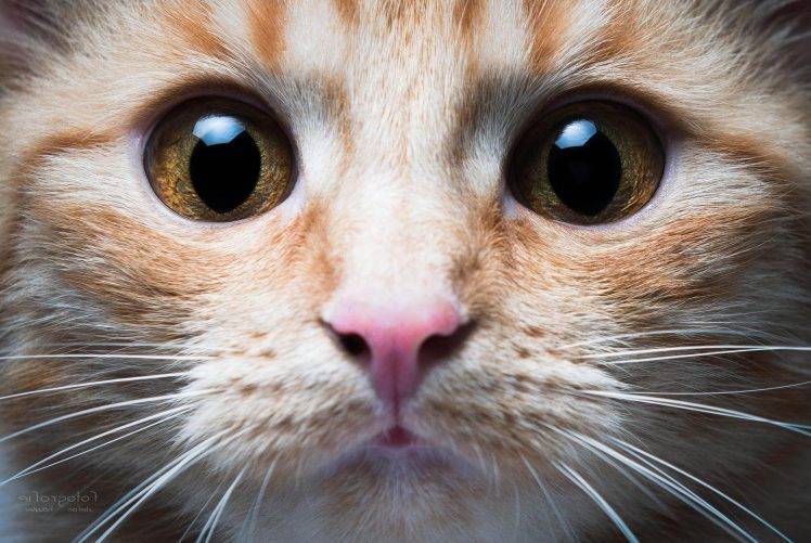 cat, Animals, Closeup HD Wallpaper Desktop Background