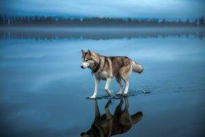 depth Of Field, Nature, Animals, Landscape, Dog, Siberian Husky, Water, Trees, Forest, Mist, Reflection, Clouds, Alone, Blue, Lake