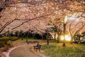nature, Landscape, Park, Lawns, Bench, Trees, Sunset, Cherry Blossom, Flowers, Path, Pink