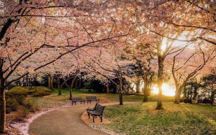 nature, Landscape, Park, Lawns, Bench, Trees, Sunset, Cherry Blossom, Flowers, Path, Pink HD Wallpaper Desktop Background