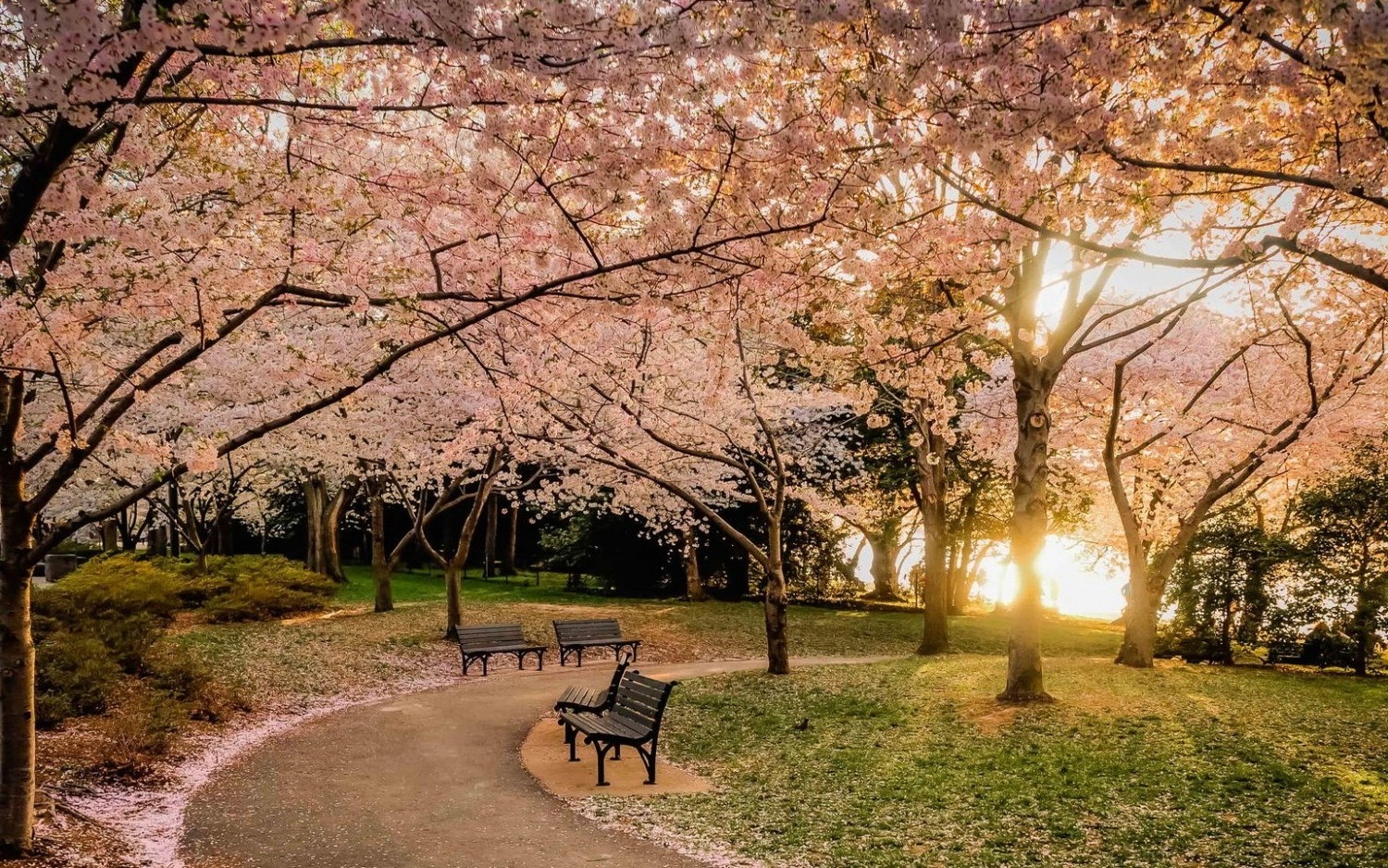 nature, Landscape, Park, Lawns, Bench, Trees, Sunset, Cherry Blossom, Flowers, Path, Pink Wallpaper