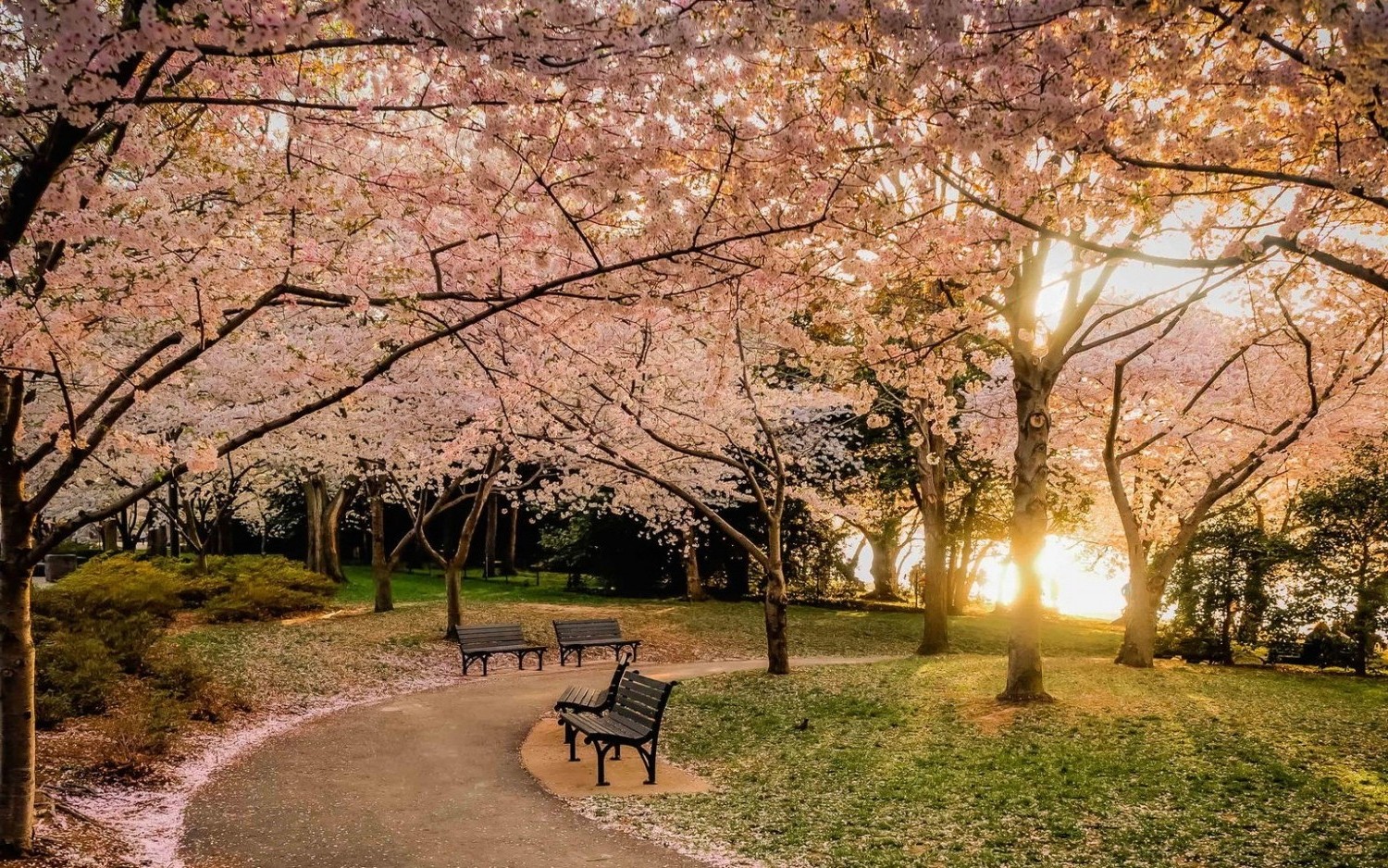 nature, Landscape, Park, Lawns, Bench, Trees, Sunset, Cherry Blossom