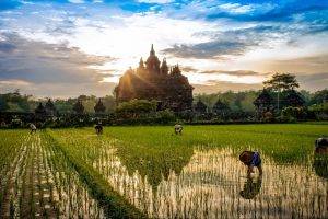 nature, Landscape, Sunrise, Rice Paddy, Temple, Buddhism, Field, Workers, Water, Clouds, Peasants, Trees