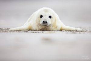animals, Seals
