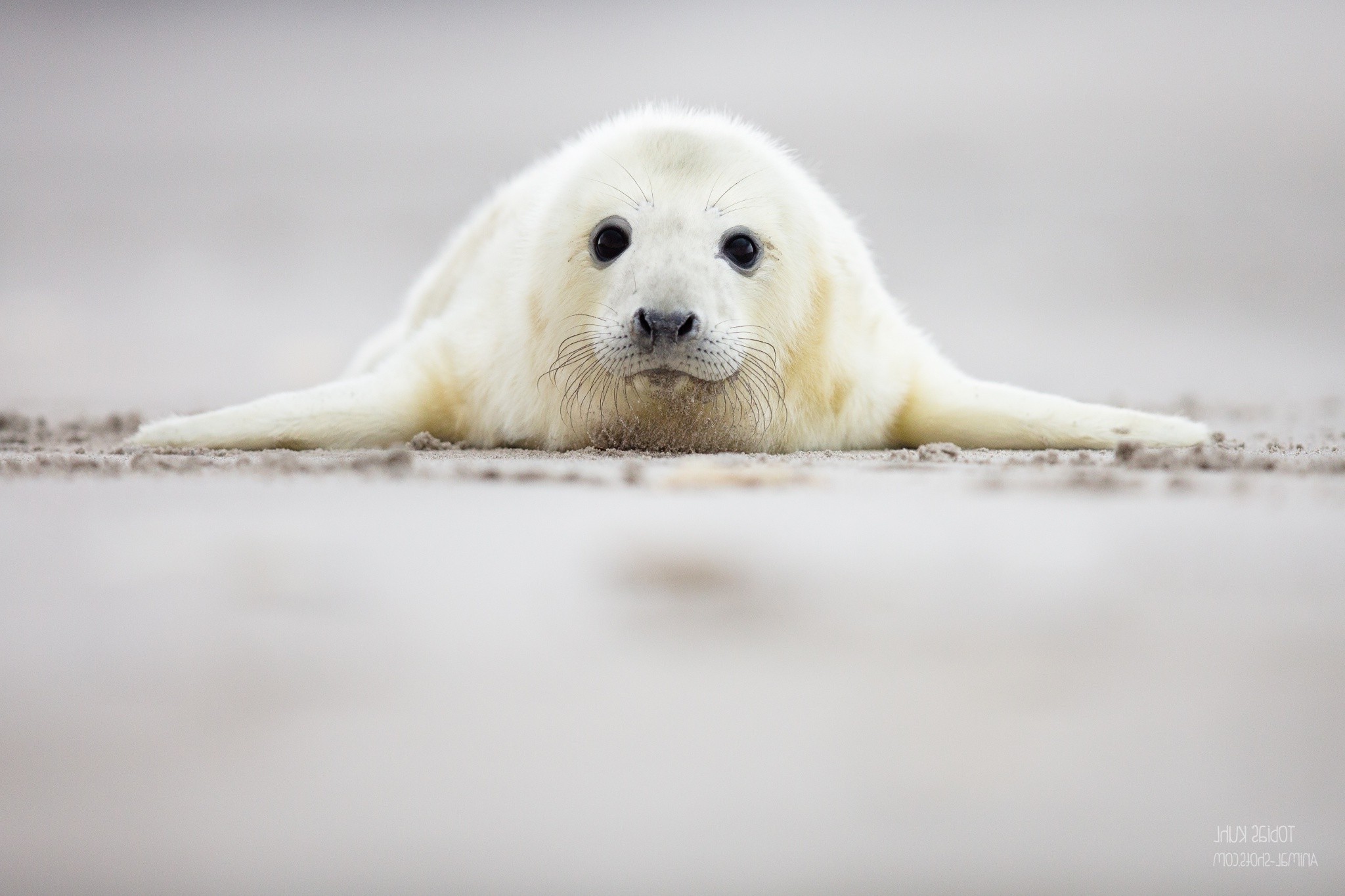 animals, Seals Wallpaper