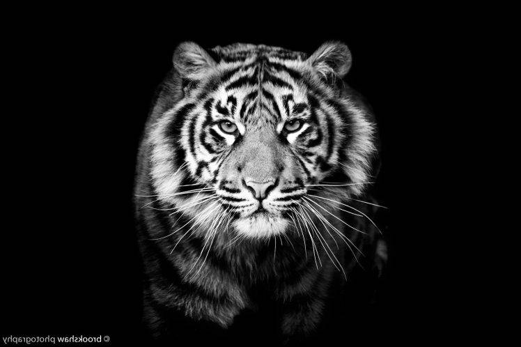 animals, Tiger, Monochrome HD Wallpaper Desktop Background