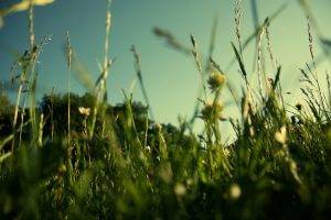 grass, Depth Of Field, Nature