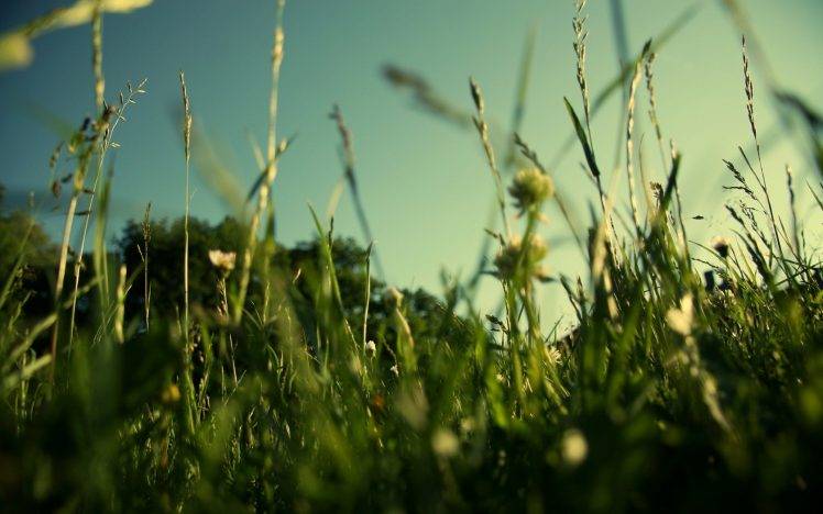 grass, Depth Of Field, Nature HD Wallpaper Desktop Background