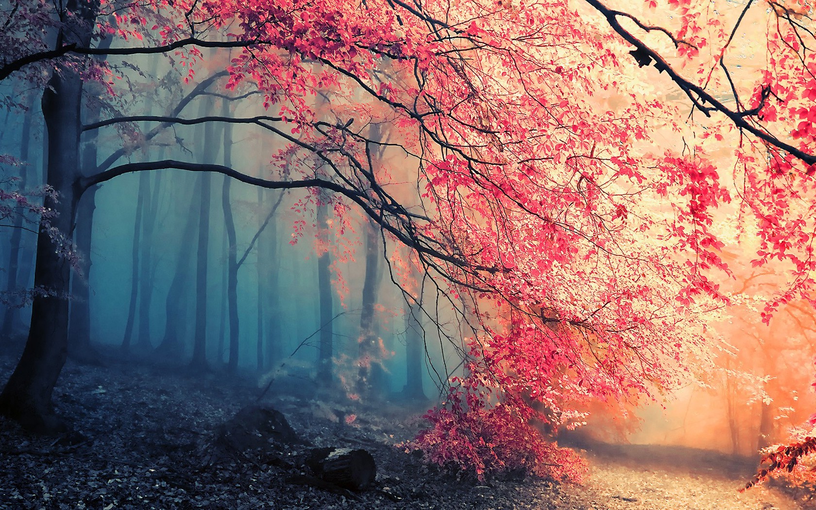 trees, Nature Wallpaper