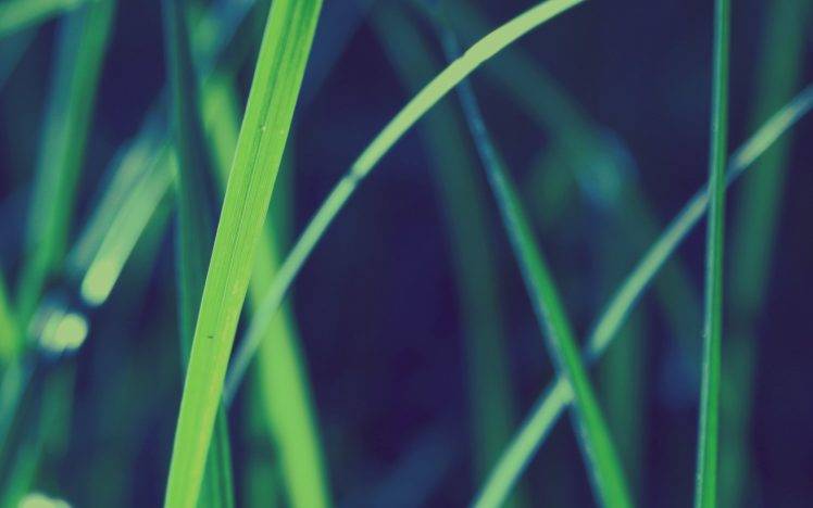 grass, Nature, Depth Of Field, Macro HD Wallpaper Desktop Background